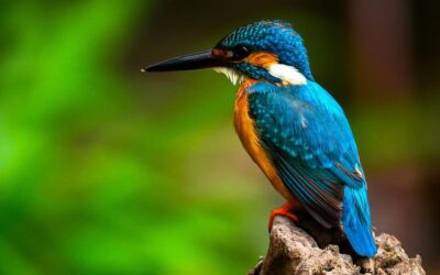 Kingfisher poem