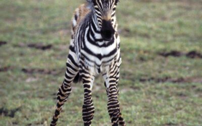 Zebra metaphor leadership lessons